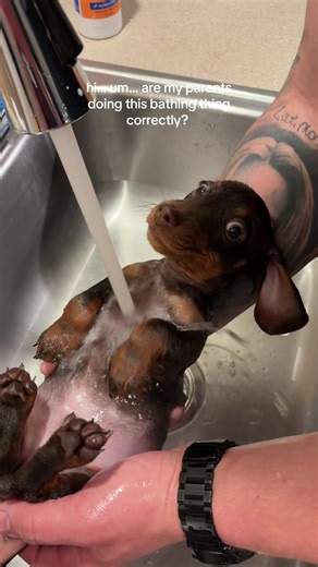 Correct Ways to Bathe Dogs: A Parent's Guide