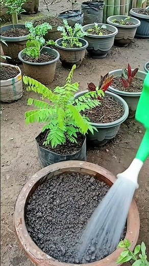 The Secret to Perfect Potting Soil! 🌱 Layering Hack for Big Pots #Shorts