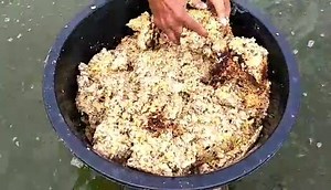 1.7K views · 13 reactions | Masalah utama dlm ternakan keli ialah kos...