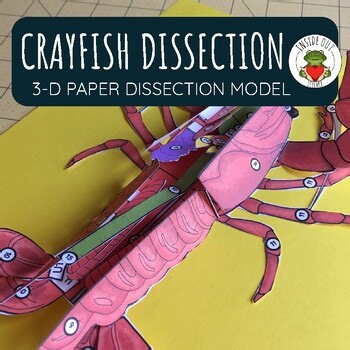 Crayfish Dissection Zoology | Biology 3-D Anatomy Paper Dissection Model Lesson
