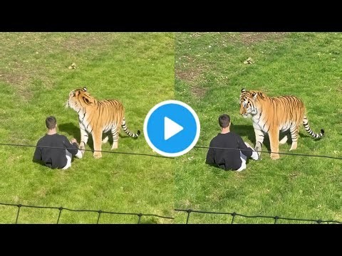 Man and Tiger Video at Yorkshire Wildlife Park After Entering Enclosure | Yorkshire Tiger Incident