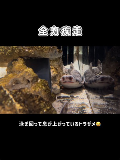 全力疾走 #宮城県 #気仙沼市 #気仙沼 #シャークミュージアム #トラザメ #サメ #海の市