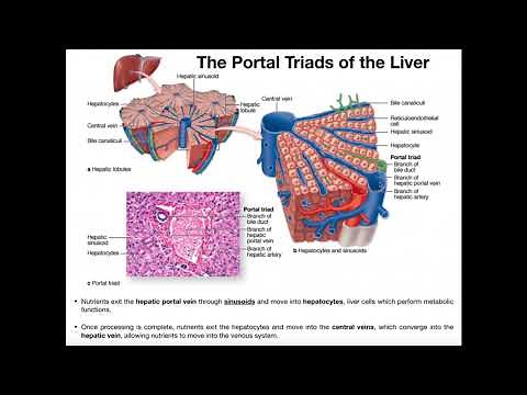 What is the Significance of the Portal Triads?