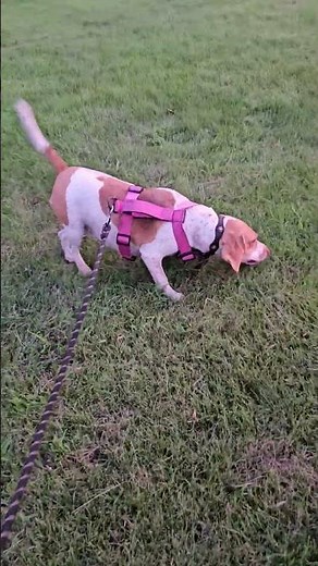 Beagle baying