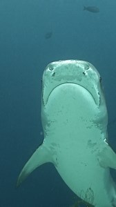 I’ve never seen tiger sharks up close before. Today, in just 40 minutes, I saw 12. Here’s one of them—not the biggest one #tigershark #TigerZoo #maldives #sharks | Ocean Reality Channel