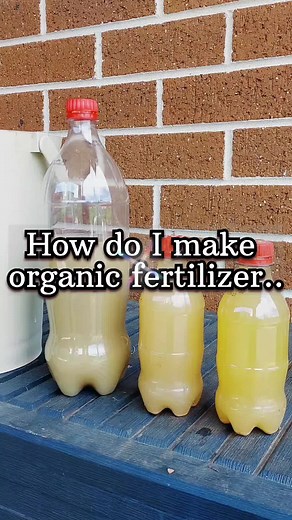 How to make organic fertilizer or compost tea at home and how to decompose kitchen waste #tips #gardening #compost #composting #composting101 #viral #viraltiktok #foryou #organicgardening #organicfertilizer #diy