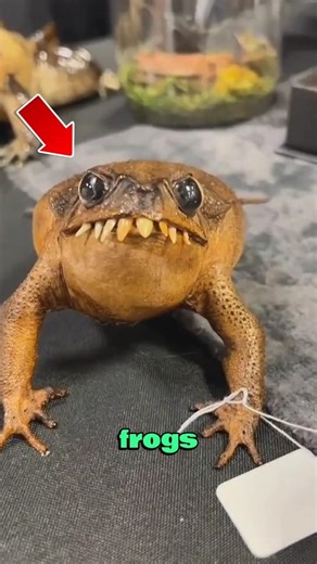 Top 5 most dangerous frogs 🐸😳 #top5 #wildlife