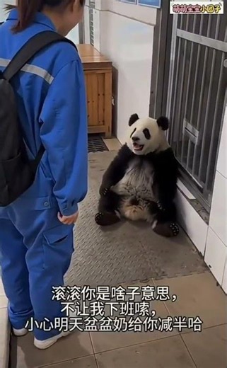 Cute Panda Refuses to let go of his Keeper | Funny Panda Moments #shorts
