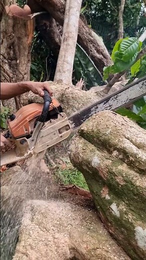 “How to Cut Big Logs Without Getting Your Chainsaw Stuck!”