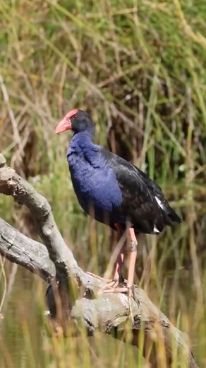 QuickBird: Australasian Swamphen #swamplife #birdofprey #australasia #birds #bird #naturefacts #wow