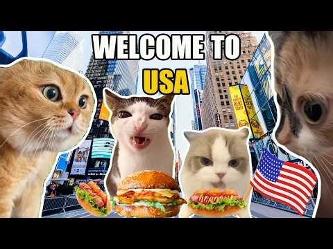 CAT MEMES FAMILY VACATION USA COMPILATION