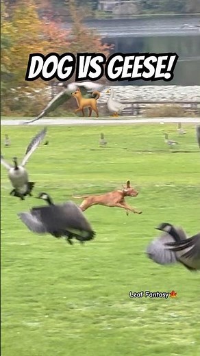 DOG CHASES GEESE! 💨 Total Chaos on the Green!