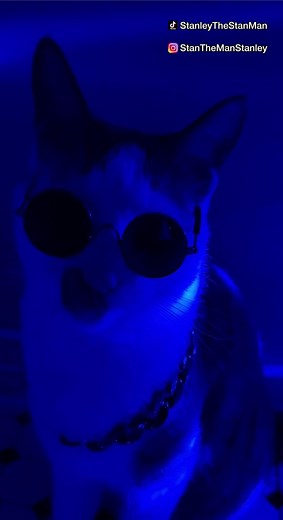 🕺 #catsoftiktok