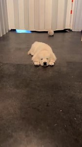 193K views · 712 reactions | Think your 8-10-week-old puppy is...