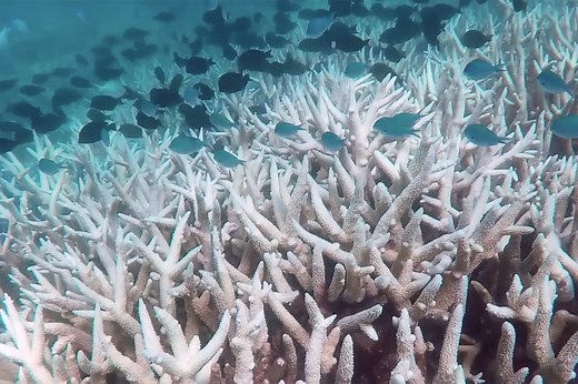 Interactive: Can the Great Barrier Reef survive climate change?