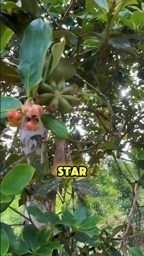 This Star Anise Pod Is a Kitchen Spice! #staranise #illiciumverum #shikimicacid