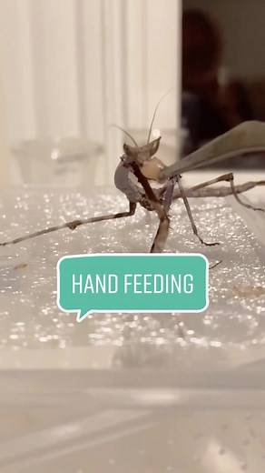 Sometimes it’s necessary for elder mantises or sick mantis care, not just mis-molts - or picky eaters 😂 #prayingmantis #mantis #bug #foryou