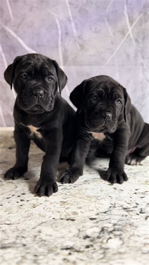 Girl Power #canecorso #italianmastiff #canecorsopuppy #blackcanecorso