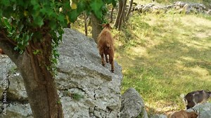 the brown goat tries to jump off a large stone but is afraid so he just walks on the stone. close-up of domestic cattle