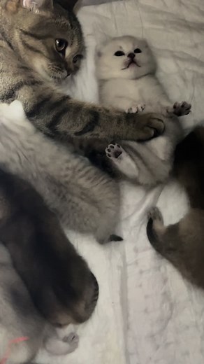 Ең бұзығын ұйықтата алмай жатыр😃🥰😘 #мама #котики #cat #cute #fypシ #love #котикам17дней #любовь #cutecat