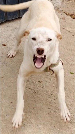 Security Guard Dog Barking Sound 🛡️🐕 | #shorts