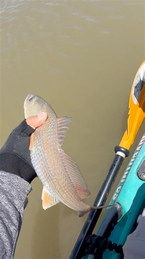 Redfish catch and release #saltwaterfix #fishing #viralvideo #redfish #fishing