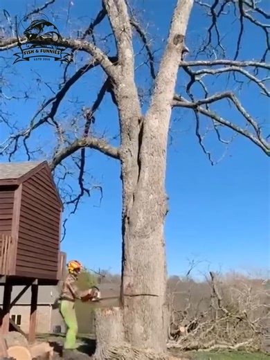 54K views · 351 reactions | Perfect precision and skill — one flawless tree fall you have to see! 望 #TreeCutting #timberfaller #wowmoment #PerfectTiming #SkillShowcase | Fish & Funnies | Facebook
