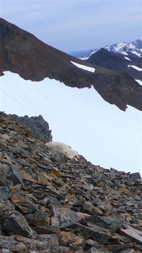 Extreme Adventures with Goats in Alaska