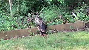 18M views · 128K reactions | #BirdsHunting #NaturePredation #wildlifebehavior | Bagh Dushkhel | Facebook