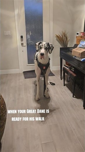 Great Dane Walks #dog #pets #greatdane #cute #shorts #shortvideo #dogshorts #funny #love #viral #fyp