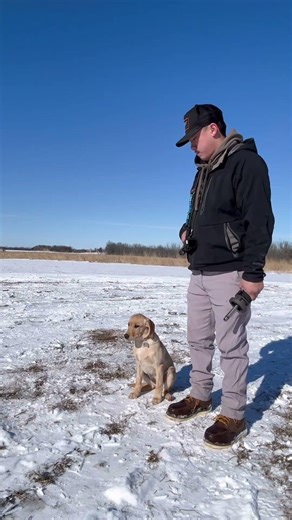 British lab puppy and adult training #shorts