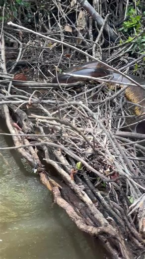 Exploring Suriname: The Anaconda Experience