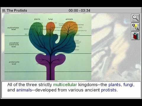 Biology: The Five Kingdoms of Life: The Protists