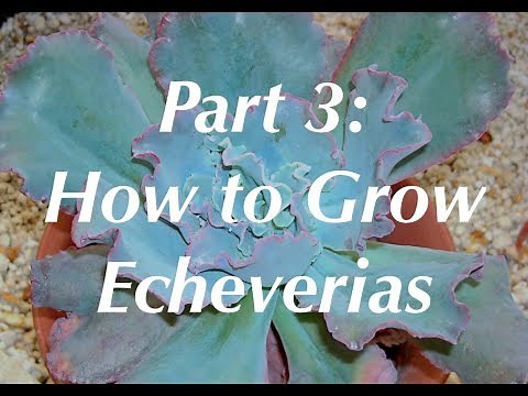 Echeveria Expert Part 3, Dick Wright on How to Grow Echeverias
