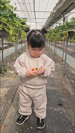 1095♡ 683♡ 딸기 농장 체험
