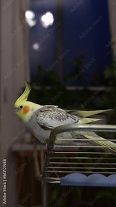 Corella parrot stretches at home, sitting on a clothes dryer. Pet without a cage.