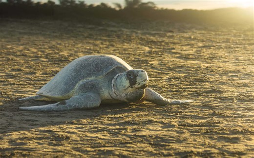 The World’s Oldest Turtle Has Survived for Centuries