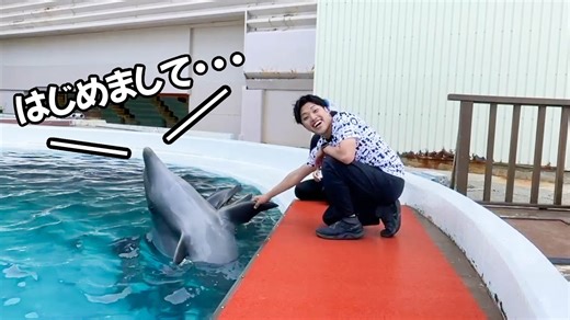 初対面のイルカとイルカショーに挑戦してみた #長崎バイオパーク #動物 #animal #イルカ | 長崎バイオパーク