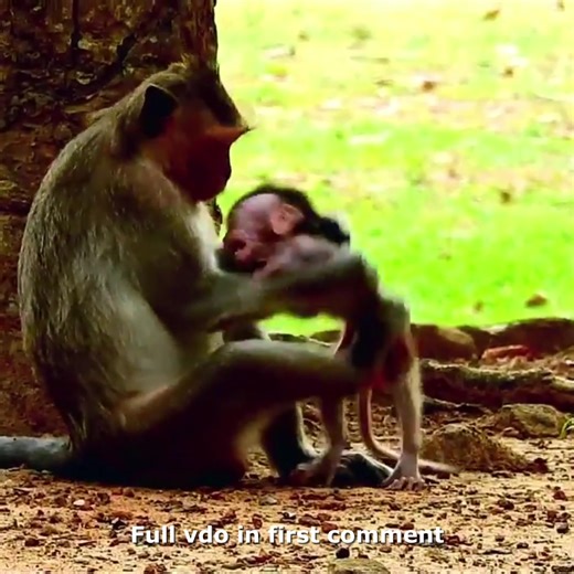 Te.rr.if.ied Crying… Tiny Buster Cry Surround Mom Feeling Angrily 🥲 Check full vdo in first comment | Hello Monkey