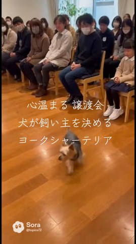 #心温まる譲渡会 #犬が飼い主を決める #ヨークシャーテリア #おすすめ動画 #バズる動画