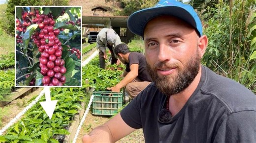 Growing Coffee from Scratch: In-Depth Guide from Seed Selection to Field… | Lynn Sisson