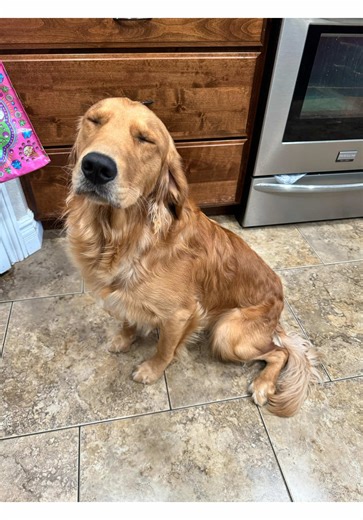 Golden Retriever Tricks for Freaky Friday