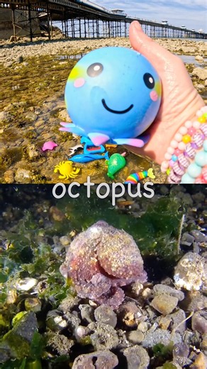 Kids Learn | Sea Animal Names by the Pier: Octopus Polar Bear Manta Ray Whale Shark Walrus