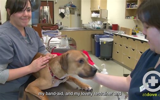 How to Do a Canine Cephalic Vein Blood Collection - - 头静脉采血