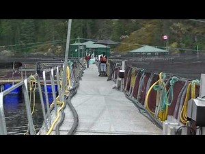Working in Salmon Farming: Saltwater