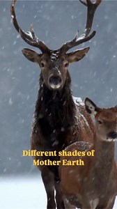 UN Environment Programme on Instagram: "One Mother Earth. Endless shades. Infinite beauty. All worth saving. But our planet stands at a crossroads. The heat is rising, biodiversity is vanishing, and pollution is affecting millions. But we can change the narrative for the better. Solutions exist, and each sunrise gives us a chance and a choice to act. To heal. To keep our planet safe. Together, we can build a cleaner, fairer, and more sustainable future for every shade of life on Earth."