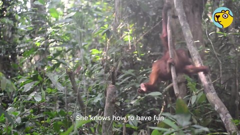 Baby orangutan cries every time she’s left alone - until she learns to trust again