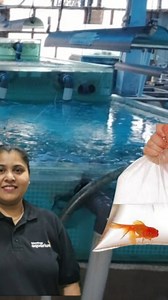 How do we pack fish for overnight journey? #aquariums #aquariumsofinstagramplantedtank #aquariumsofinstagram #aquariumlife #aquariumhobby #aquariumfish #plantedaquarium #natureaquarium #freshwateraquarium #howto #fishpacking #monsterfish #monsterfishtank #monsterfishkeepersindonesia #hugeaquarium #pune #punekar #goldfish | The blessings aquarium shoppe