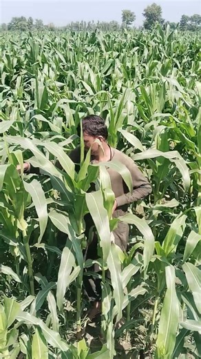 🌽 Farmer Controls Fall Armyworm | #Maize #Farming