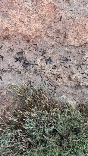 Wading bird tracks. These tracks will disappear as the tides come flooding in over coming days… | Associate Professor Cameron Webb | Facebook